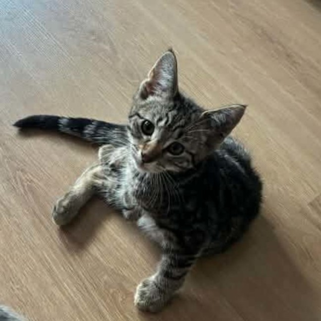 Photo of Tank *9 Lives Project Rescue*