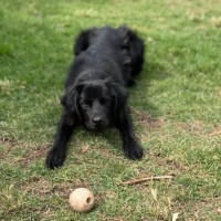 Photo of Arlo