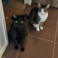 Photo of Huey And Louey 