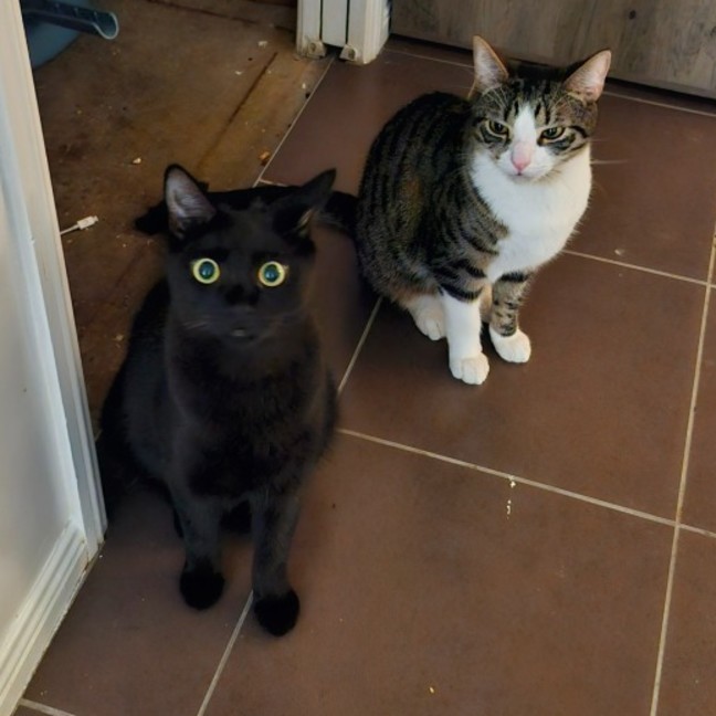 Photo of Huey And Louey 