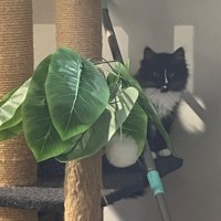Photo of Oreo 