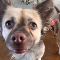 Photo of Ghost & Pippa