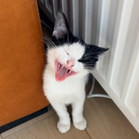 Photo of Pepper