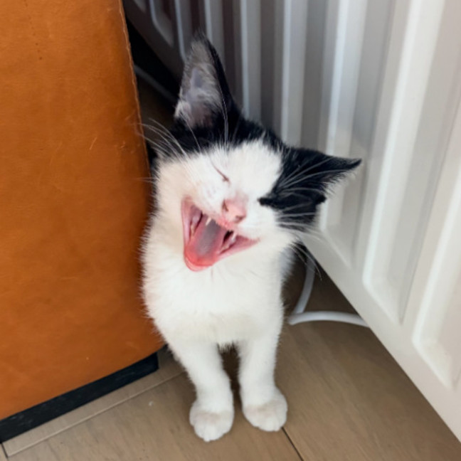 Photo of Pepper