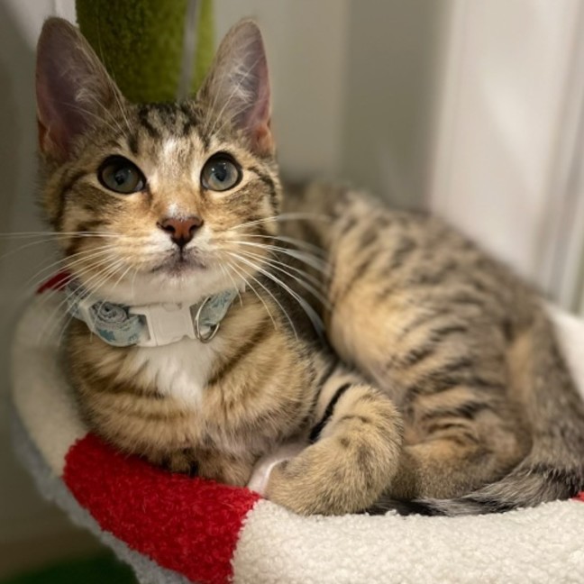 Photo of Truffle