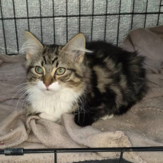 Photo of Ren **2nd Chance Cat Rescue **