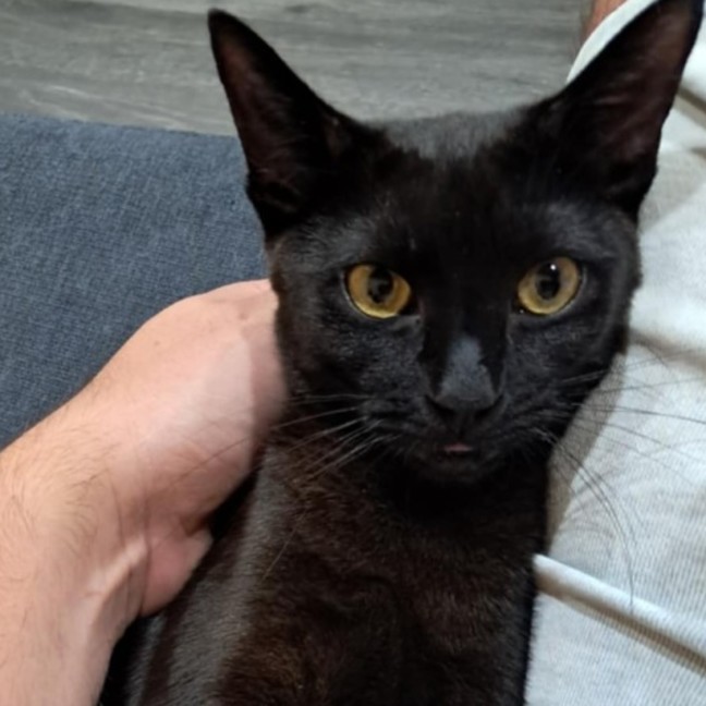Photo of Zorro