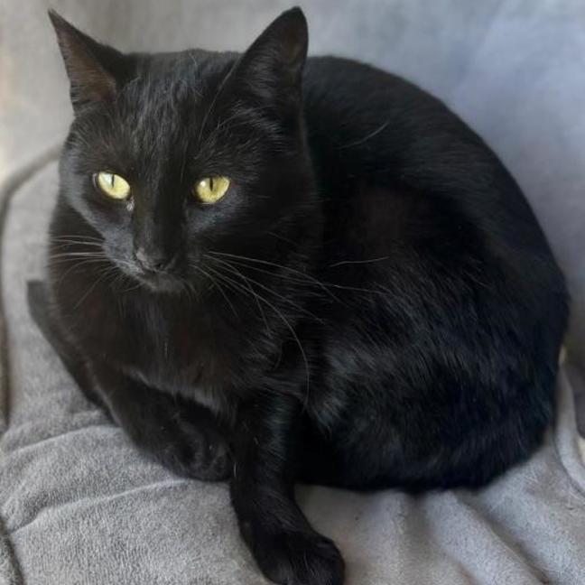 Photo of 🐭 Amara 🐭