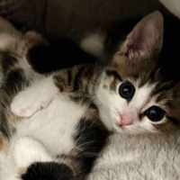 Photo of Miss Mittens