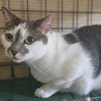 Photo of Mrs Kitty