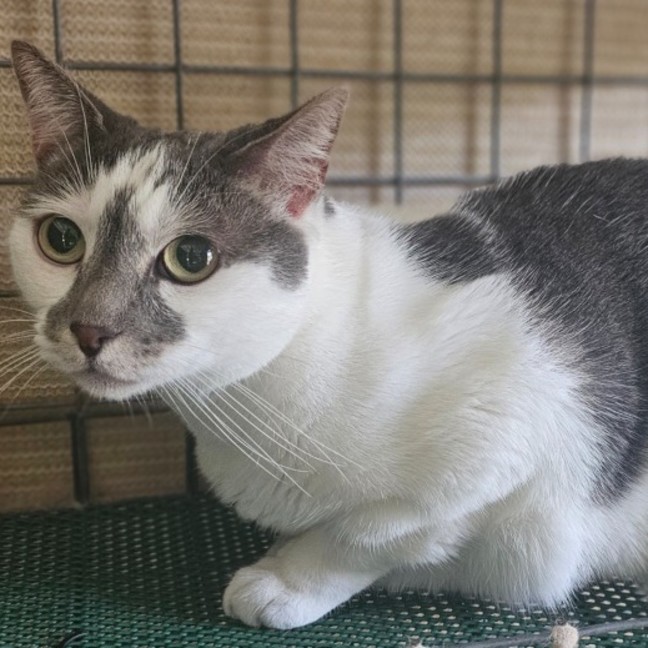 Photo of Mrs Kitty