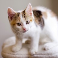 Photo of 🌸 Jasmine 🌸