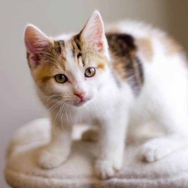 Photo of 🌸 Jasmine 🌸