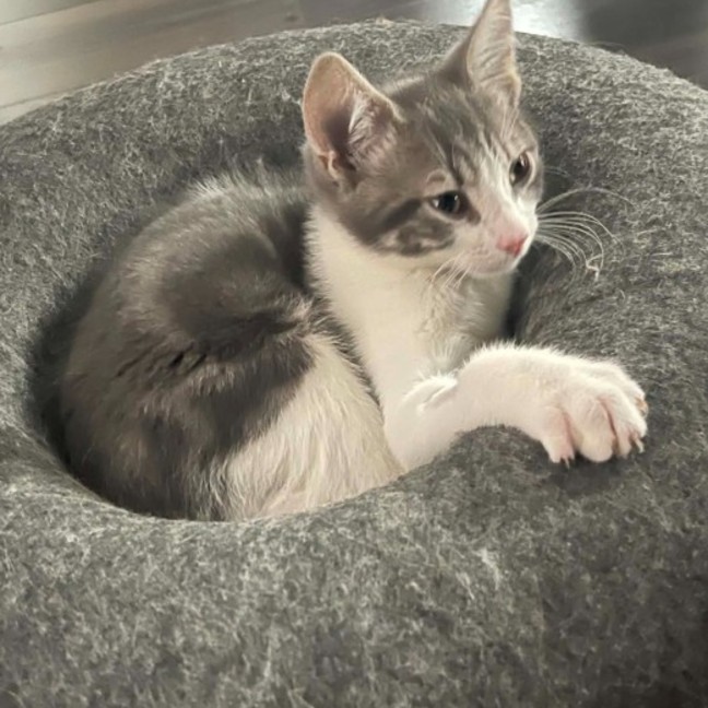 Photo of Benny**2nd Chance Cat Rescue**