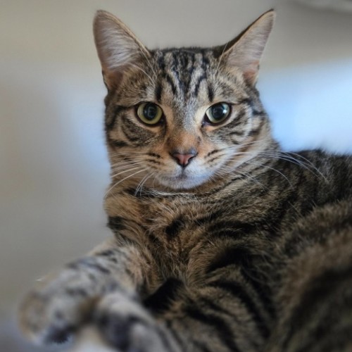 Teddy🧸 - Domestic Short Hair (DSH) Cat