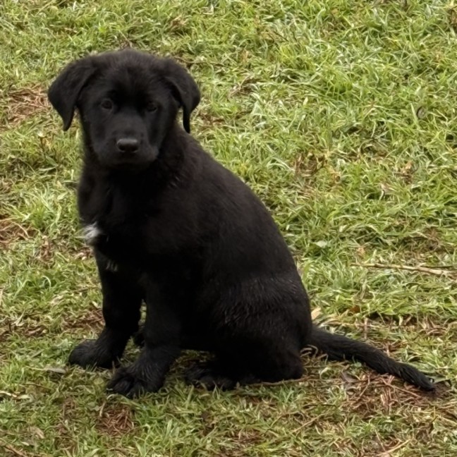 Photo of Rollo