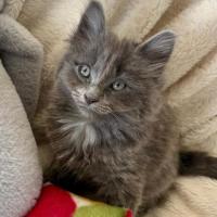 Photo of Hamilton 💙