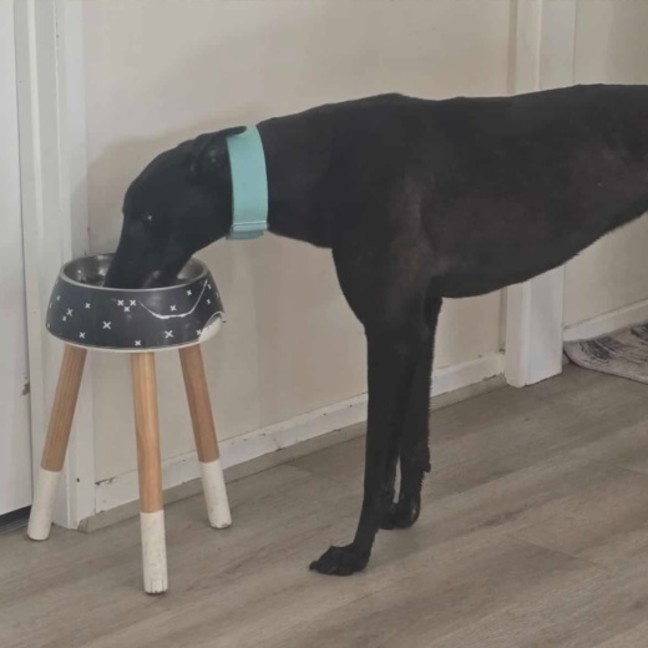 Photo of Bentley The Greyhound