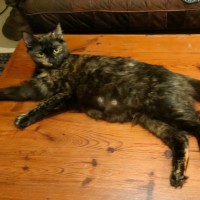 Photo of Calypso