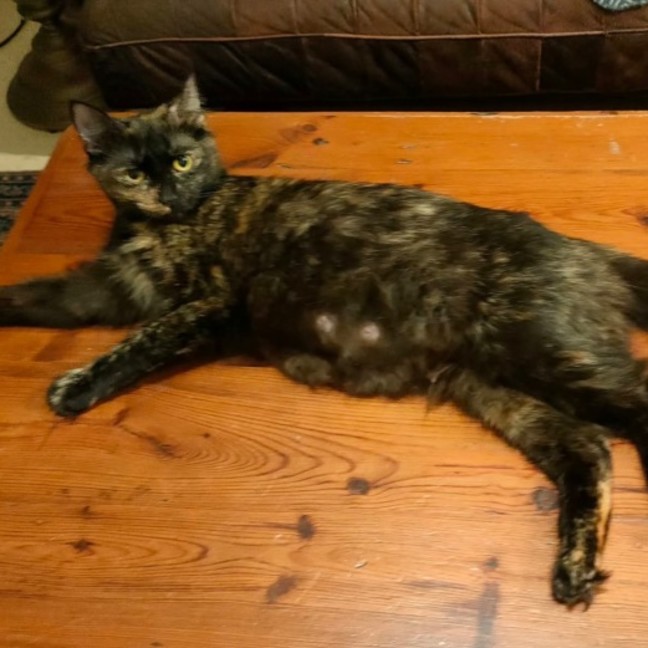 Photo of Calypso