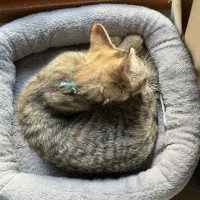 Photo of Daisy ** 2nd Chance Cat Rescue **