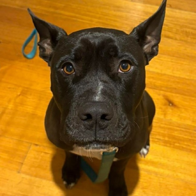 Photo of Boof