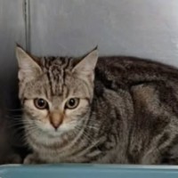 Photo of Savannah