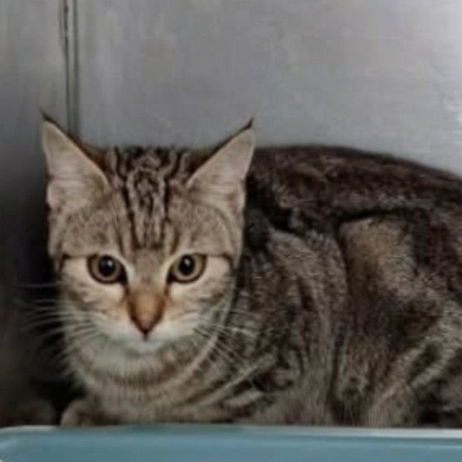 Photo of Savannah
