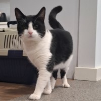Photo of Zorro