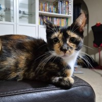 Photo of 🤎 Nutmeg 🤎