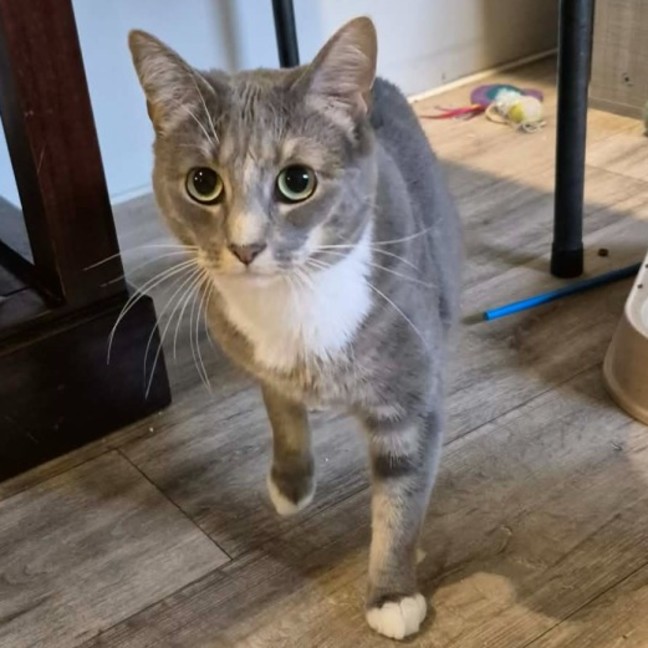 Photo of Eva **2nd Chance Cat Rescue**