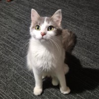 Photo of Patches