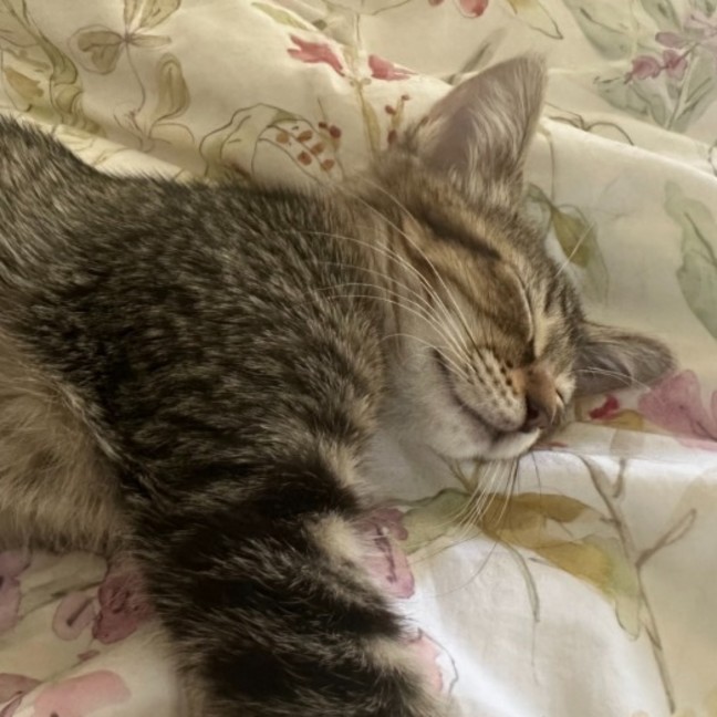 Photo of Muffin