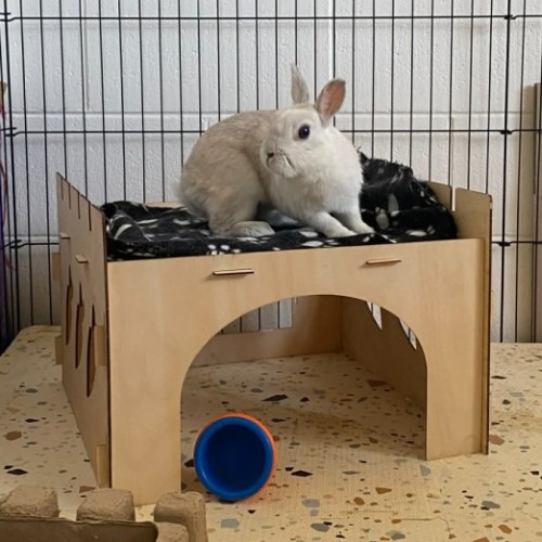 Incredible Pepper - Dwarf Rabbit