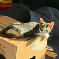 Photo of Kashii **2nd Chance Cat Rescue**