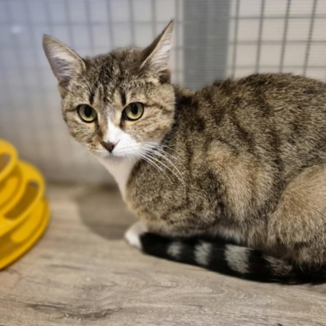 Photo of Jessica **2nd Chance Cat Rescue**