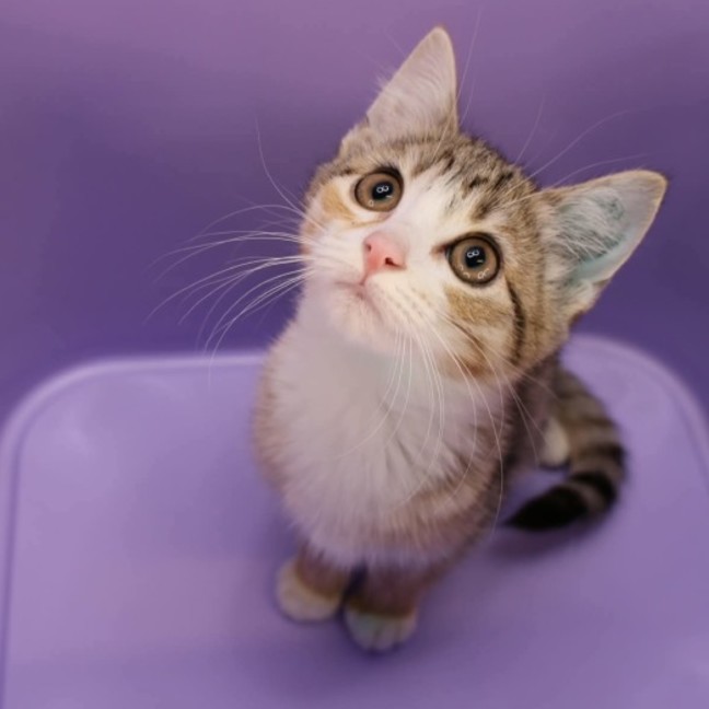 Photo of Catti B 