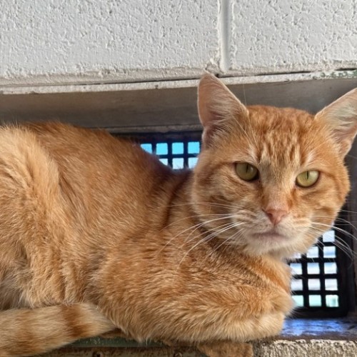 Grayson - Domestic Short Hair (DSH) Cat
