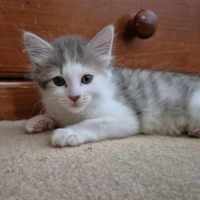 Photo of Lila**2nd Chance Cat Rescue**