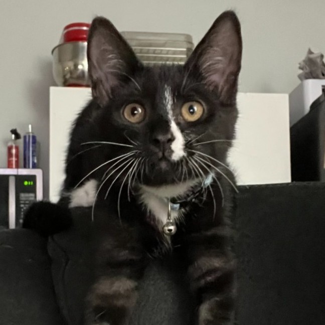 Photo of Noir
