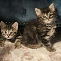 Photo of Jammy Dodger   Meet Me @ Petstock Prahran 15 Feb