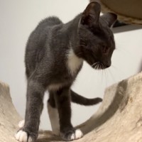 Photo of Selina Kyle **2nd Chance Cat Rescue**