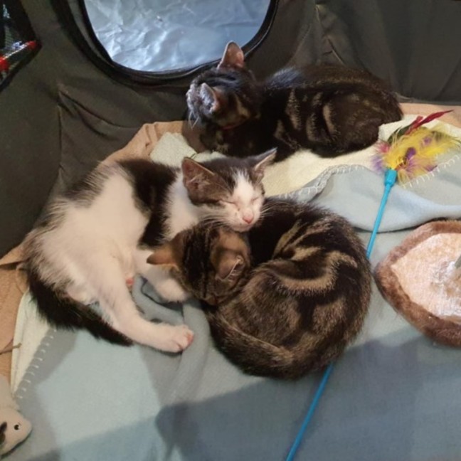 Photo of Finnick ** 2nd Chance Cat Rescue **