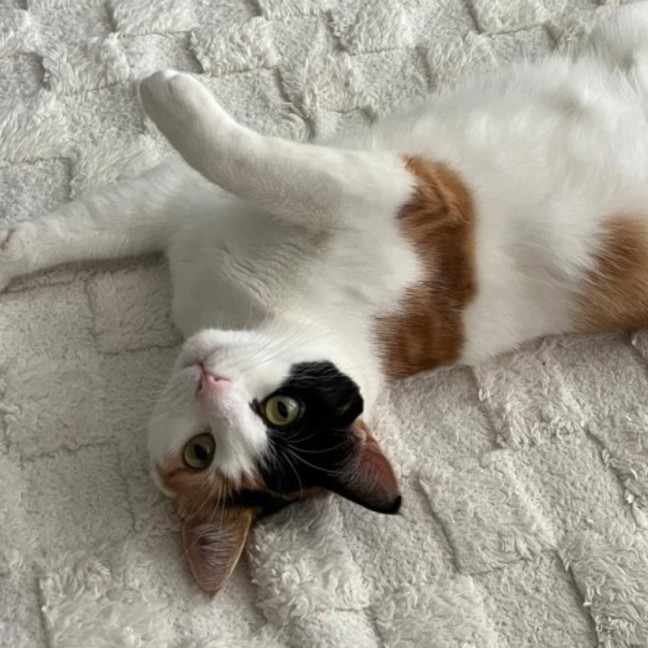 Photo of Catsa Bonita
