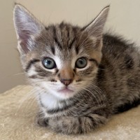 Photo of C1437 Nancy