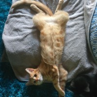 Photo of Rusty