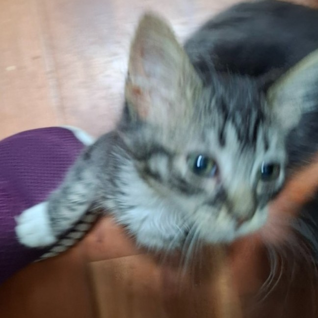 Photo of Blush ** 2nd Chance Cat Rescue **