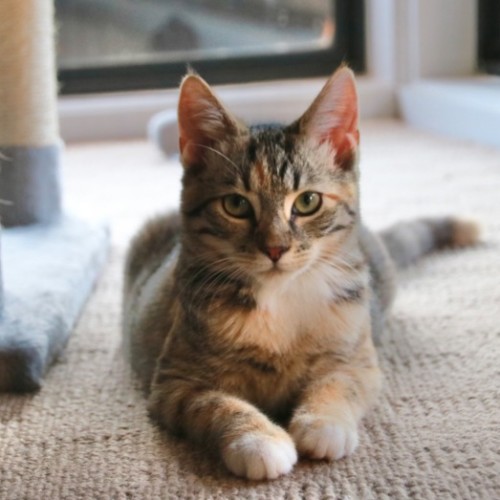 Ribbons - Domestic Short Hair (DSH) Cat