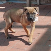 Photo of Gidget