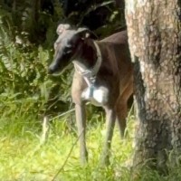 Photo of Smiley, The Greyhound